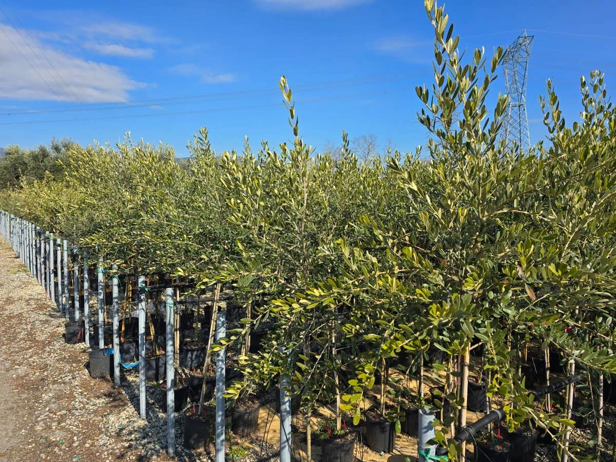 Olijf Op Stam (Olea Europaea) 5 Olijf Op Stam (Olea Europaea) - Afbeelding 3