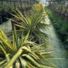 Palmlelie (Yucca Flaccida 'Golden Sword') -Tuinplanten Winkel whatsapp image 2025 02 27 at 12.05.56
