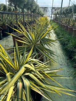Palmlelie (Yucca Flaccida 'Golden Sword')