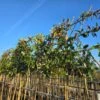 Glansmispel Als Leiboom (Photinia Fraseri 'Red Robin') NU EXTRA VOORDELIG -Tuinplanten Winkel whatsapp image 2025 03 03 at 16.50.39