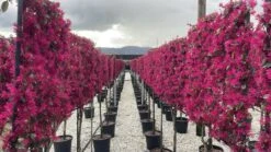 Chinese Franjeboom Halfstam Leiboom (Loropetalum Chinensis 'Fede')