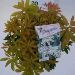 Rotsheide (Pieris Japonica 'White Cascade') -Tuinplanten Winkel white cascade c3 boven