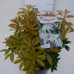 Rotsheide (Pieris Japonica 'White Cascade') -Tuinplanten Winkel white cascade c3 zij