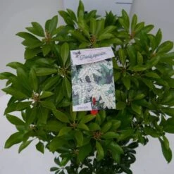 Rotsheide (Pieris Japonica 'White Cascade') -Tuinplanten Winkel white cascade c5 boven