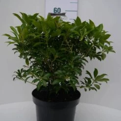 Rotsheide (Pieris Japonica 'White Cascade') -Tuinplanten Winkel white cascade c5 voor