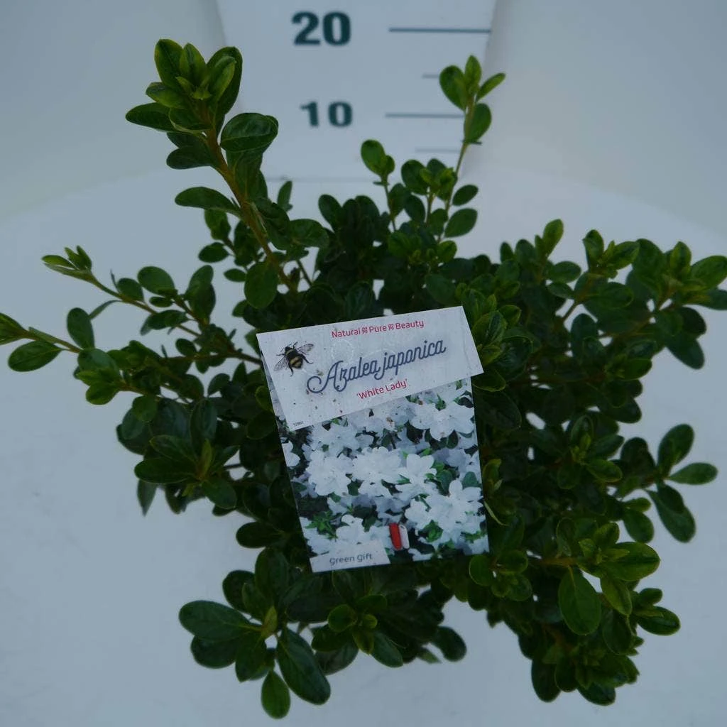 Japanse Azalea (Rhododendron 'White Lady') 4 Japanse Azalea (Rhododendron 'White Lady') - Afbeelding 2