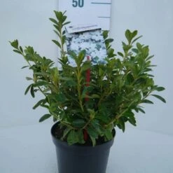 Japanse Azalea (Rhododendron 'White Lady') 11 Japanse Azalea (Rhododendron 'White Lady') -Tuinplanten Winkel white lady c2 voor