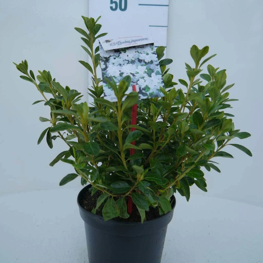 Japanse Azalea (Rhododendron 'White Lady') 5 Japanse Azalea (Rhododendron 'White Lady') - Afbeelding 3