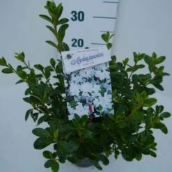Japanse Azalea (Rhododendron 'White Lady') 12 Japanse Azalea (Rhododendron 'White Lady') -Tuinplanten Winkel white lady c2 zij