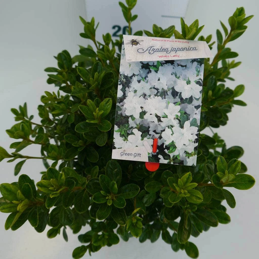 Japanse Azalea (Rhododendron 'White Lady') 8 Japanse Azalea (Rhododendron 'White Lady') - Afbeelding 6