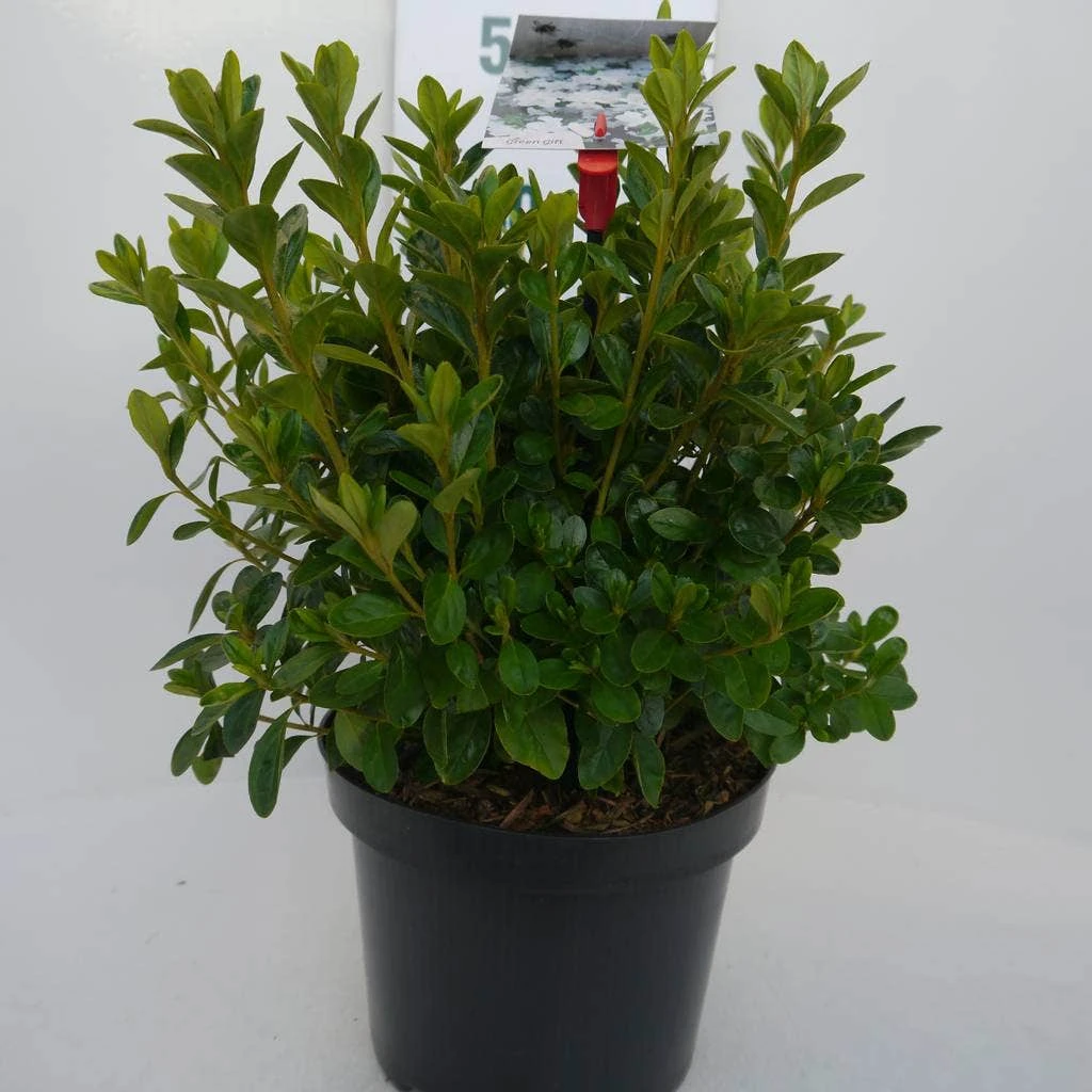 Japanse Azalea (Rhododendron 'White Lady') 9 Japanse Azalea (Rhododendron 'White Lady') - Afbeelding 7