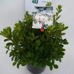 Japanse Azalea (Rhododendron 'White Lady') 13 Japanse Azalea (Rhododendron 'White Lady') -Tuinplanten Winkel white lady c4 zij