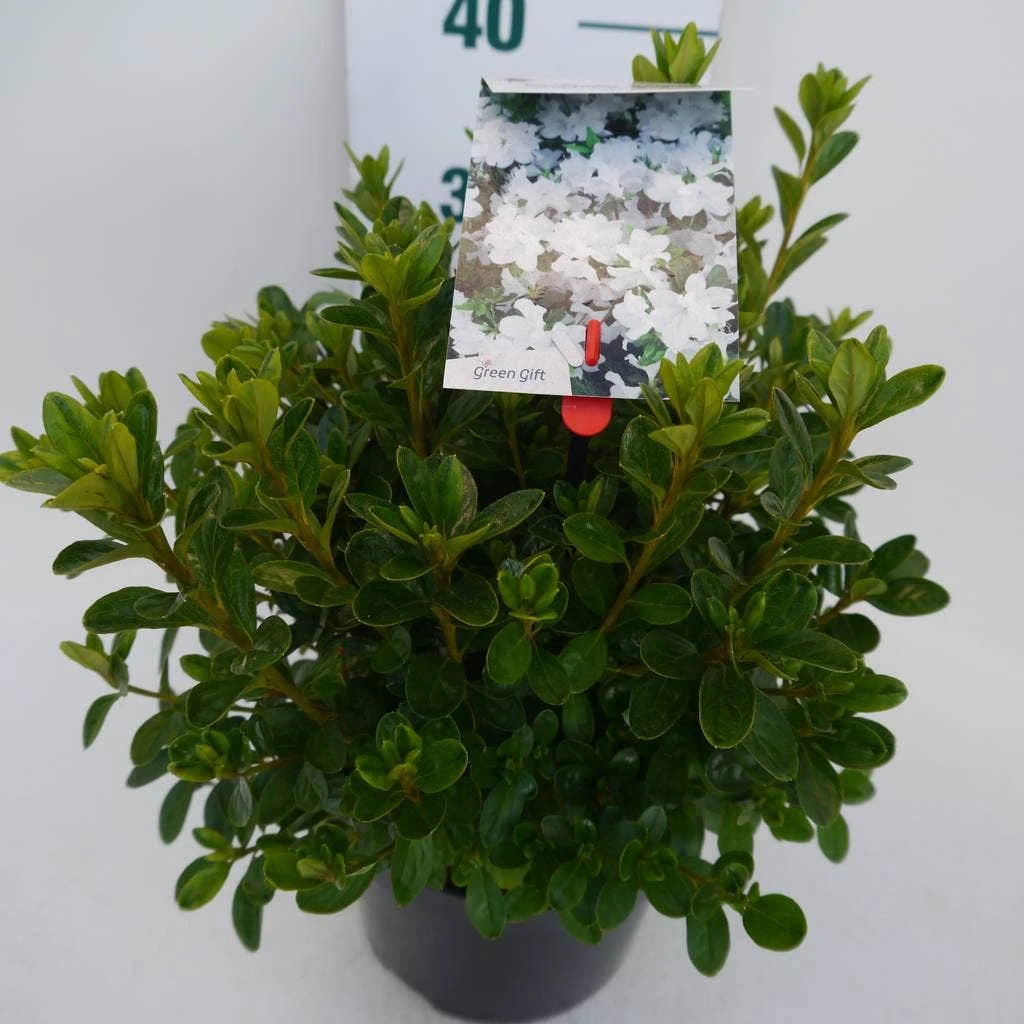 Japanse Azalea (Rhododendron 'White Lady') 7 Japanse Azalea (Rhododendron 'White Lady') - Afbeelding 5