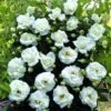 Klimroos (Rosa 'White New Dawn') 2 Klimroos (Rosa 'White New Dawn') -Tuinplanten Winkel white new dawn
