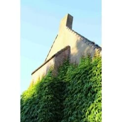 Wingerd (Parthenocissus Tricuspidata 'Veitchii') 16 Wingerd (Parthenocissus Tricuspidata 'Veitchii') -Tuinplanten Winkel wilde wingerd parthenocissus quinquefolia engelmanni 580 106