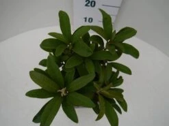 Rhododendron (Rhododendron 'Wilgen's Ruby') -Tuinplanten Winkel wilgens ruby c2 boven