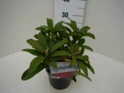 Rhododendron (Rhododendron 'Wilgen's Ruby') -Tuinplanten Winkel wilgens ruby c2 zij