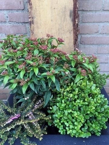 Winterpakket 4 Winterpakket - Afbeelding 2