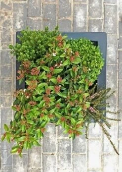 Winterpakket 8 Winterpakket -Tuinplanten Winkel winter img 9628 1