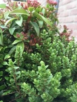 Winterpakket 9 Winterpakket -Tuinplanten Winkel winter img 9632 1