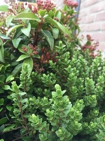 Winterpakket 6 Winterpakket - Afbeelding 4