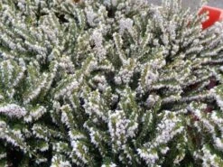 Witte Winterheide (Erica Carnea 'Isabell') 8 Witte Winterheide (Erica Carnea 'Isabell') -Tuinplanten Winkel winterheide 1