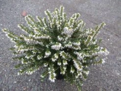 Witte Winterheide (Erica Carnea 'Isabell') 9 Witte Winterheide (Erica Carnea 'Isabell') -Tuinplanten Winkel winterheide 2