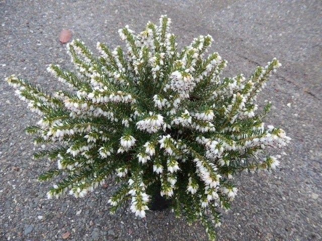 Witte Winterheide (Erica Carnea 'Isabell') 6 Witte Winterheide (Erica Carnea 'Isabell') - Afbeelding 4