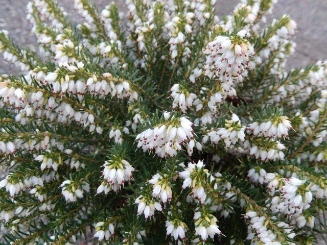 Witte Winterheide (Erica Carnea 'Isabell') 4 Witte Winterheide (Erica Carnea 'Isabell') - Afbeelding 2