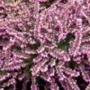 Roze Winterheide (Erica Carnea 'Pink Spangles')