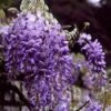 Blauwe Regen (Wisteria Sinensis) -Tuinplanten Winkel wisinens 2