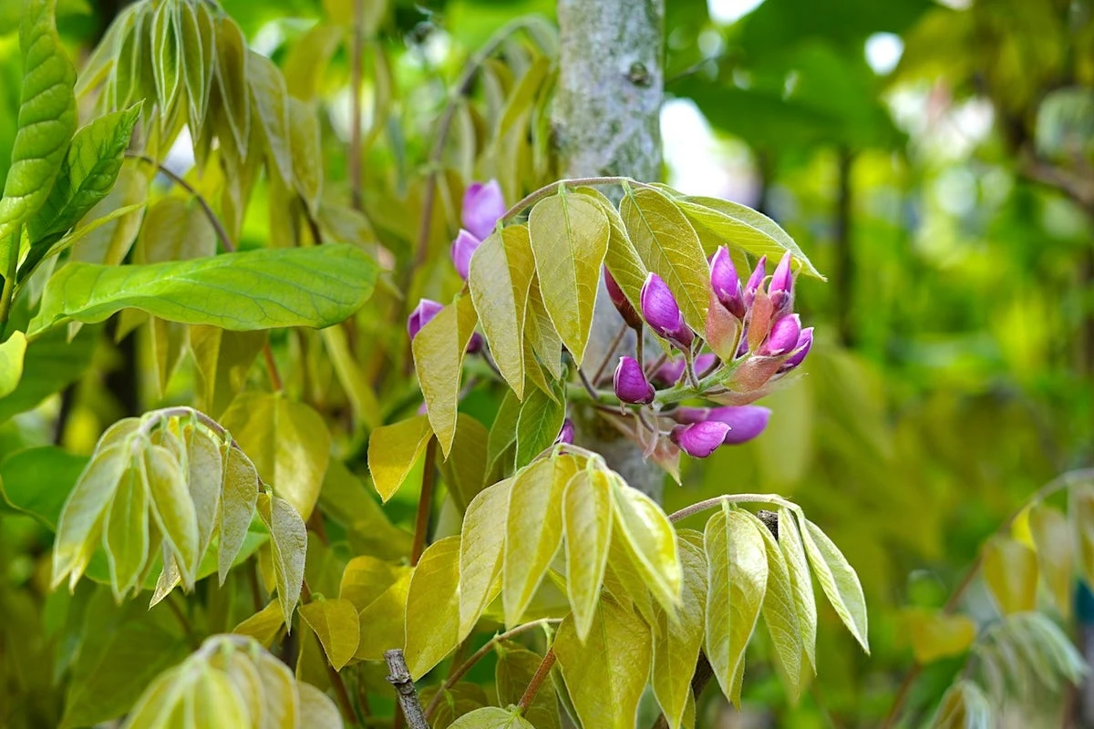 Blauwe Regen, Roze (Wisteria Floribunda 'Rosea') 5 Blauwe Regen, Roze (Wisteria Floribunda 'Rosea') - Afbeelding 3