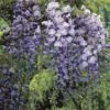 Japanse Blauwe Regen (Wisteria Floribunda 'Macrobotrys') -Tuinplanten Winkel wisteria macrobotrysv01b