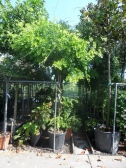 Blauwe Regen Als Boom (Wisteria Sinensis 'Prolific') 11 Blauwe Regen Als Boom (Wisteria Sinensis 'Prolific') -Tuinplanten Winkel wisteria 10 12ho cont