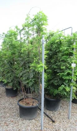 Blauwe Regen Als Leivorm (Wisteria Brachybotrys 'Yokohama Fuji') 18 Blauwe Regen Als Leivorm (Wisteria Brachybotrys 'Yokohama Fuji') -Tuinplanten Winkel wisteria 110x180 leivorm