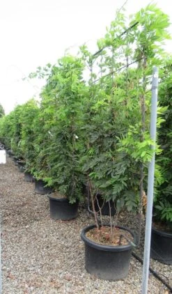 Blauwe Regen Als Leivorm (Wisteria Brachybotrys 'Yokohama Fuji') 17 Blauwe Regen Als Leivorm (Wisteria Brachybotrys 'Yokohama Fuji') -Tuinplanten Winkel wisteria 110x180 leivorm 2