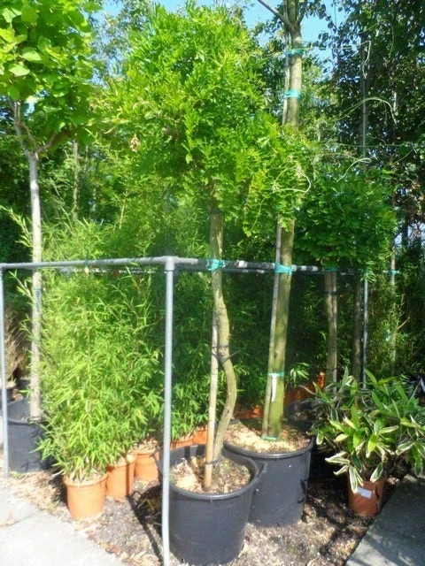 Blauwe Regen Als Boom (Wisteria Sinensis 'Prolific') 4 Blauwe Regen Als Boom (Wisteria Sinensis 'Prolific') - Afbeelding 2