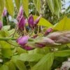 Blauwe Regen Op Stam (Wisteria Sinensis 'Rose') -Tuinplanten Winkel wisteria bloem