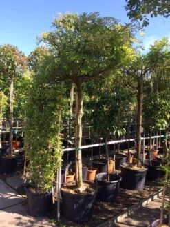 Blauwe Regen Als Boom (Wisteria Sinensis 'Prolific') 12 Blauwe Regen Als Boom (Wisteria Sinensis 'Prolific') -Tuinplanten Winkel wisteria boom blauw 16 18