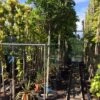 Blauwe Regen Als Boom (Wisteria Sinensis 'Alba') -Tuinplanten Winkel wisteria boom wit 10 12 14