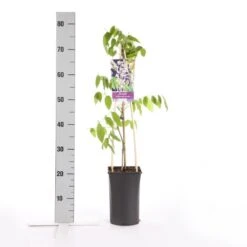 Blauwe Regen, Roze (Wisteria Floribunda 'Rosea') 10 Blauwe Regen, Roze (Wisteria Floribunda 'Rosea') -Tuinplanten Winkel wisteria floribunda rosea