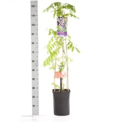 Blauwe Regen, Roze (Wisteria Floribunda 'Rosea') 11 Blauwe Regen, Roze (Wisteria Floribunda 'Rosea') -Tuinplanten Winkel wisteria floribunda rosea 1.00 1.25