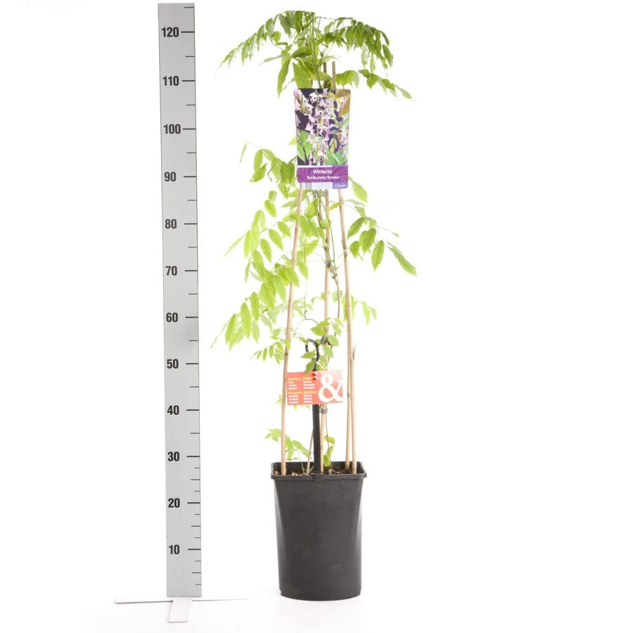 Blauwe Regen, Roze (Wisteria Floribunda 'Rosea') 7 Blauwe Regen, Roze (Wisteria Floribunda 'Rosea') - Afbeelding 5