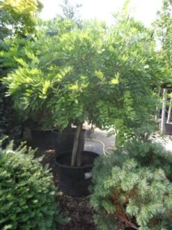 Blauwe Regen Op Stam (Wisteria Sinensis 'Alba') -Tuinplanten Winkel wisteria halfstam c240 extra