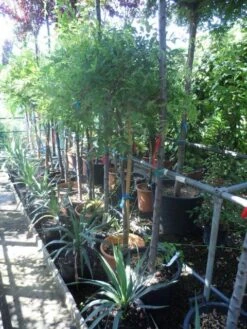 Blauwe Regen Op Stam (Wisteria Sinensis 'Alba') -Tuinplanten Winkel wisteria halfstam c25