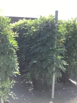 Blauwe Regen Als Leivorm (Wisteria Brachybotrys 'Yokohama Fuji') 14 Blauwe Regen Als Leivorm (Wisteria Brachybotrys 'Yokohama Fuji') -Tuinplanten Winkel wisteria lage leivorm 2