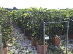 Blauwe Regen Als Leivorm (Wisteria Brachybotrys 'Yokohama Fuji') 13 Blauwe Regen Als Leivorm (Wisteria Brachybotrys 'Yokohama Fuji') -Tuinplanten Winkel wisteria lage leivorm c18