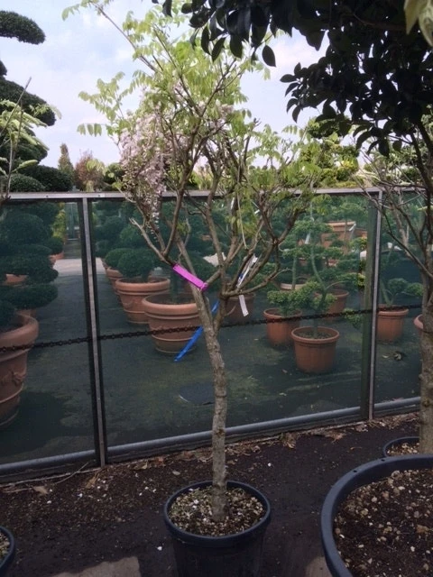 Blauwe Regen Als Boom (Wisteria Sinensis 'Prolific') 7 Blauwe Regen Als Boom (Wisteria Sinensis 'Prolific') - Afbeelding 5