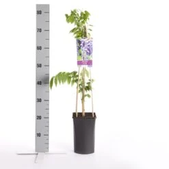 Blauwe Regen (Wisteria Sinensis) -Tuinplanten Winkel wisteria sinensis