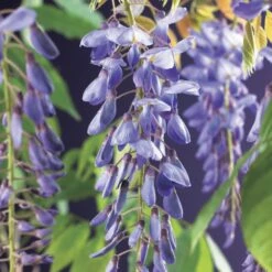 Blauwe Regen (Wisteria Sinensis) -Tuinplanten Winkel wisteria sinensis 2